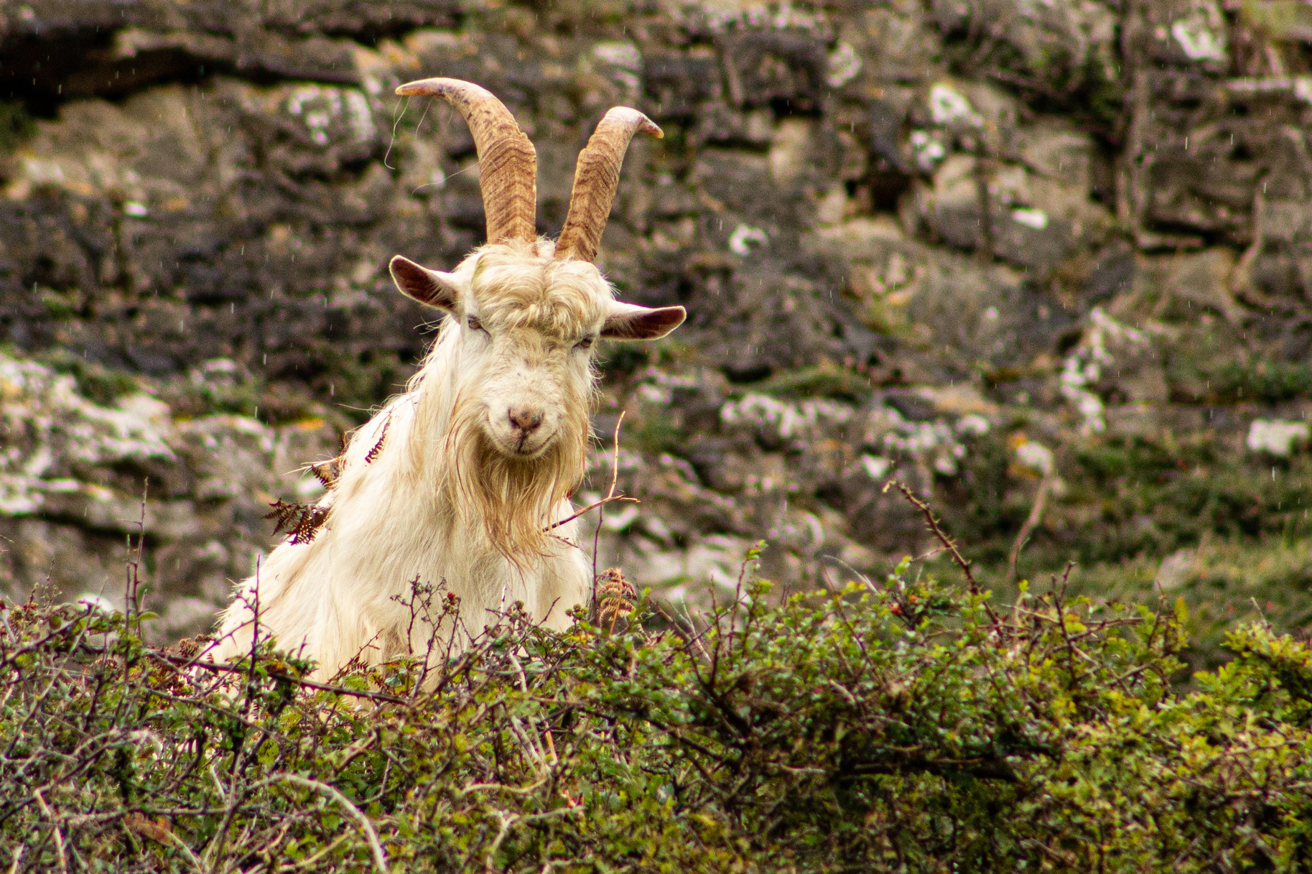 Cashmere goat on the Great Orme, Llandudno, North Wales, UK