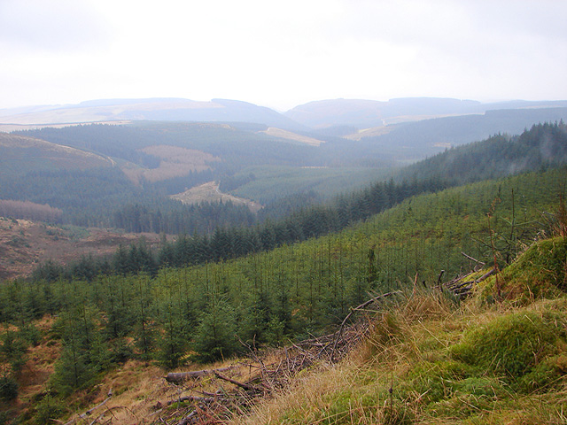 hafren forest