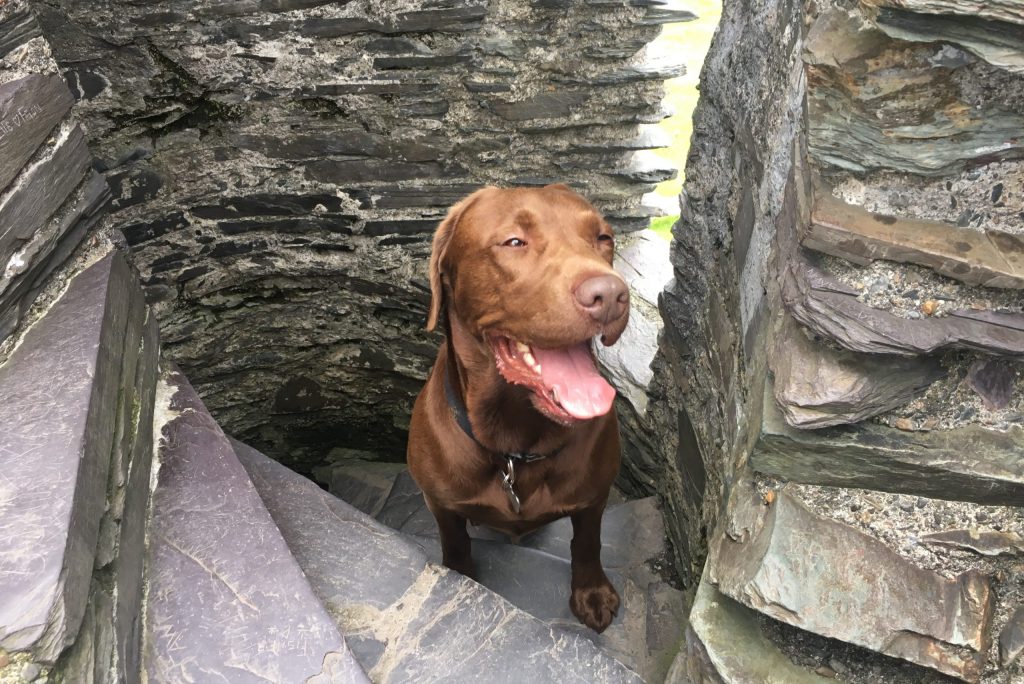 Dog-Friendly Holidays in Wales