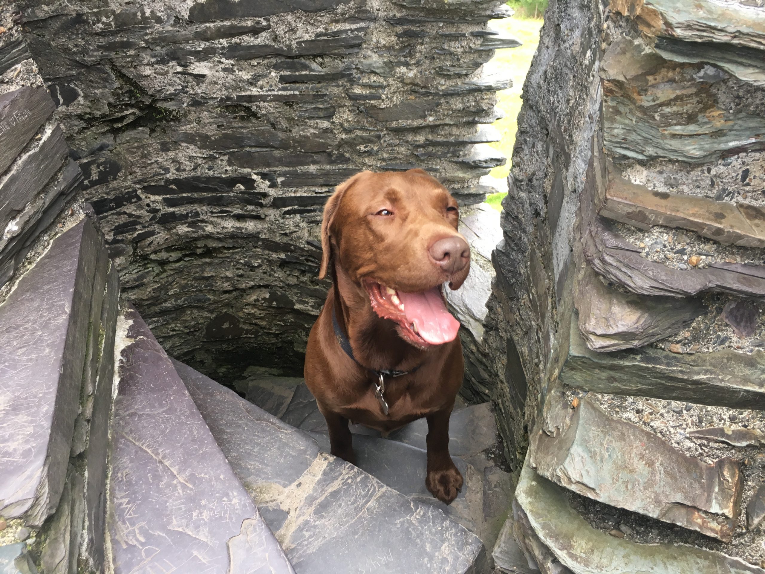 Dog-Friendly Holidays in Wales