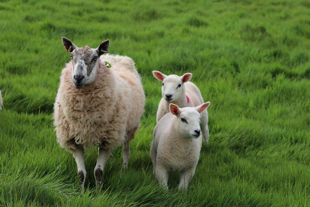 Witness the Miracle of Lambing Season in Wales this Spring