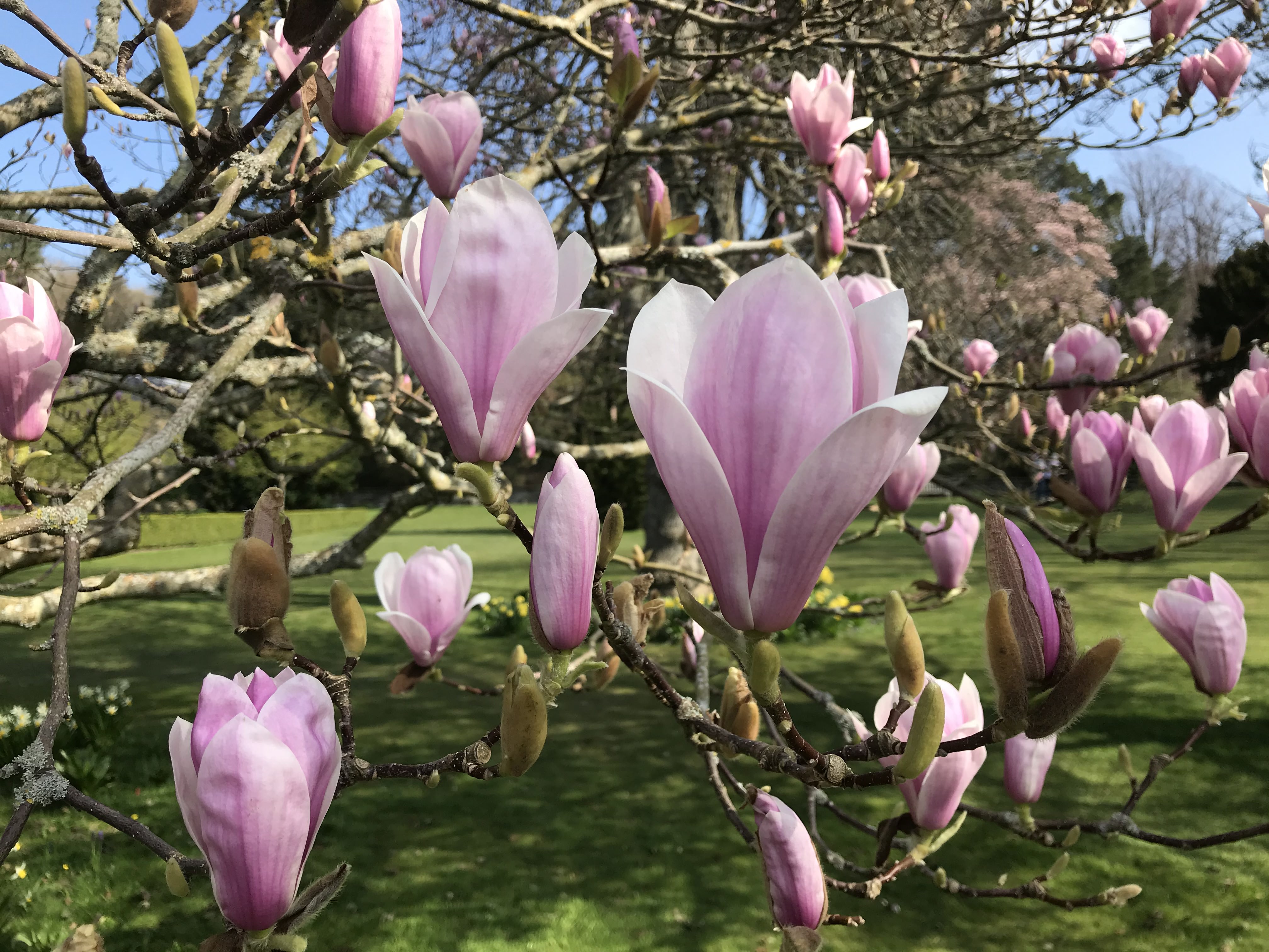 Where to See Wales's Breathtaking Spring Wildflowers - Holidays Wales