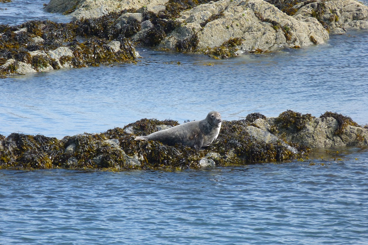 Spot Dolphins, Seals & More! Unforgettable Wildlife Watching in Wales