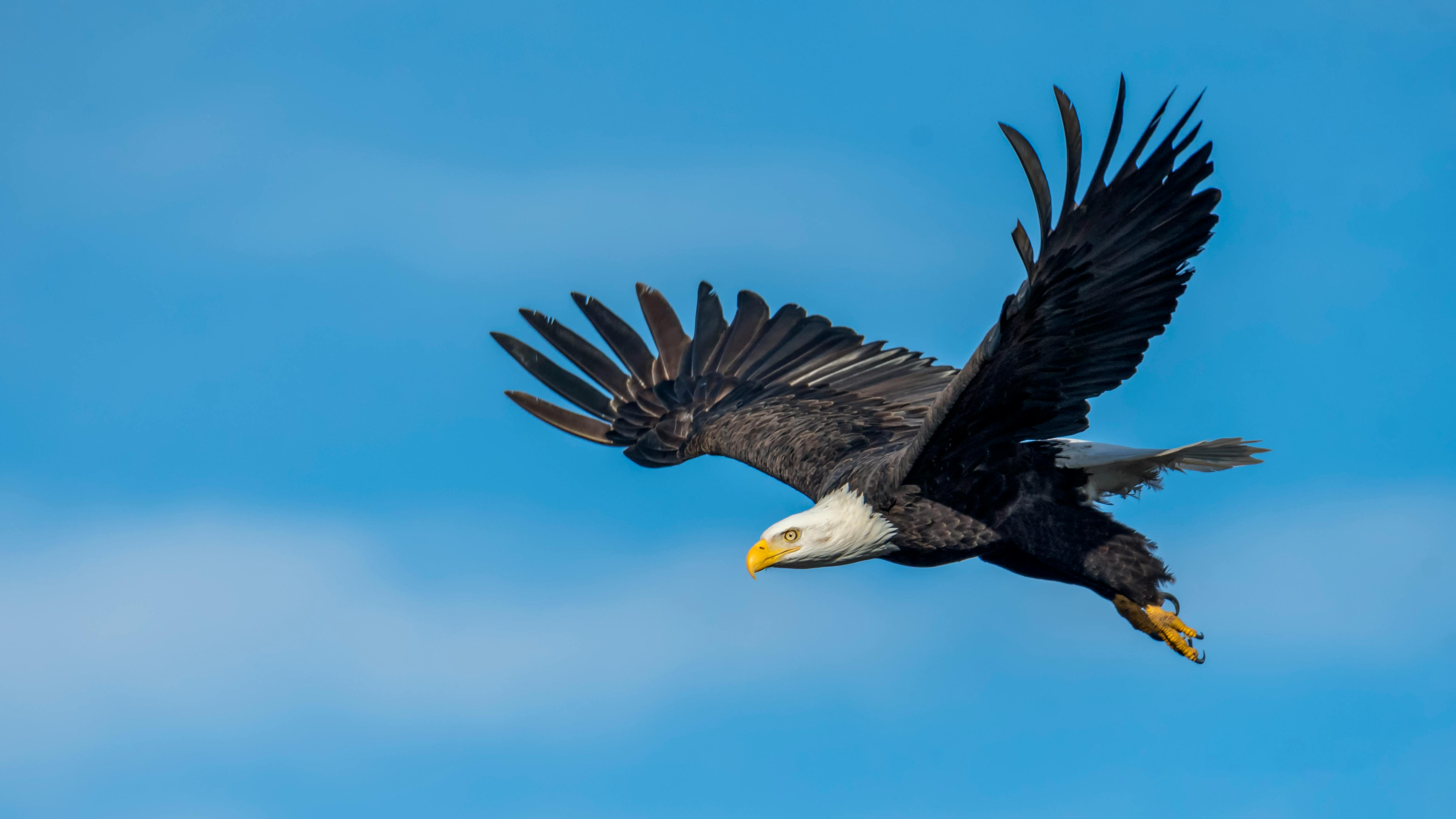 Soar with the Skies: Wales’s Falconry & Wild Birdwatching